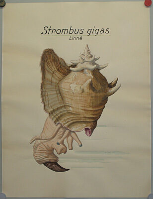 Strombus gigas, Linné