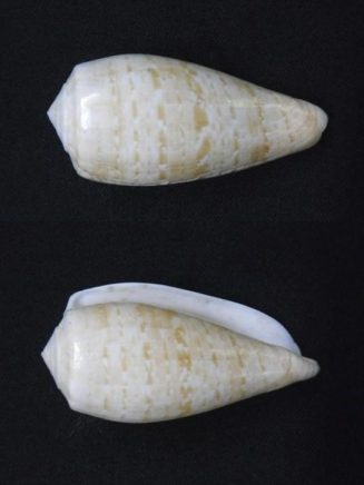 Conus cervus (Kegelschnecke) von dorsal (oben) und ventral (unten)