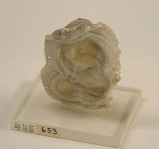 Schneckenchalcedon