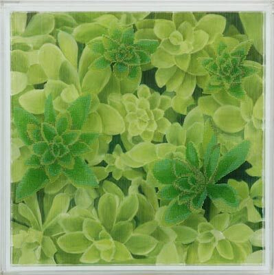 Lea Lenhart: Aeonium