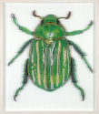 Lea Lenhart: Chrysina Gloriosa