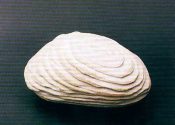 Gisela Bretz: Muschel, Tertiar Quarzit aus Meerbusch, 25 cm lang, 2001