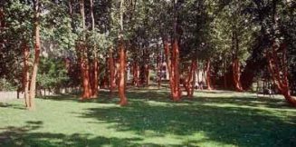 Carlotta Brunetti: Forêt Surprise 2002
