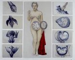 Wanda Richter-Forgách: Zyklus, Parallelen in der Entwicklung vom Fetus und der Natur, 2001-2002