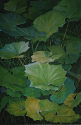 H. Lütgen: o. T., 2005, Pastell/Nessel, 150 x 100 cm