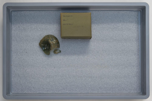 Unbekannt (Ausführung), Konvolut von Fragmenten; Maigelein