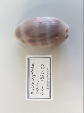 LMD.LOEB-134076 Macrocypraea zebra