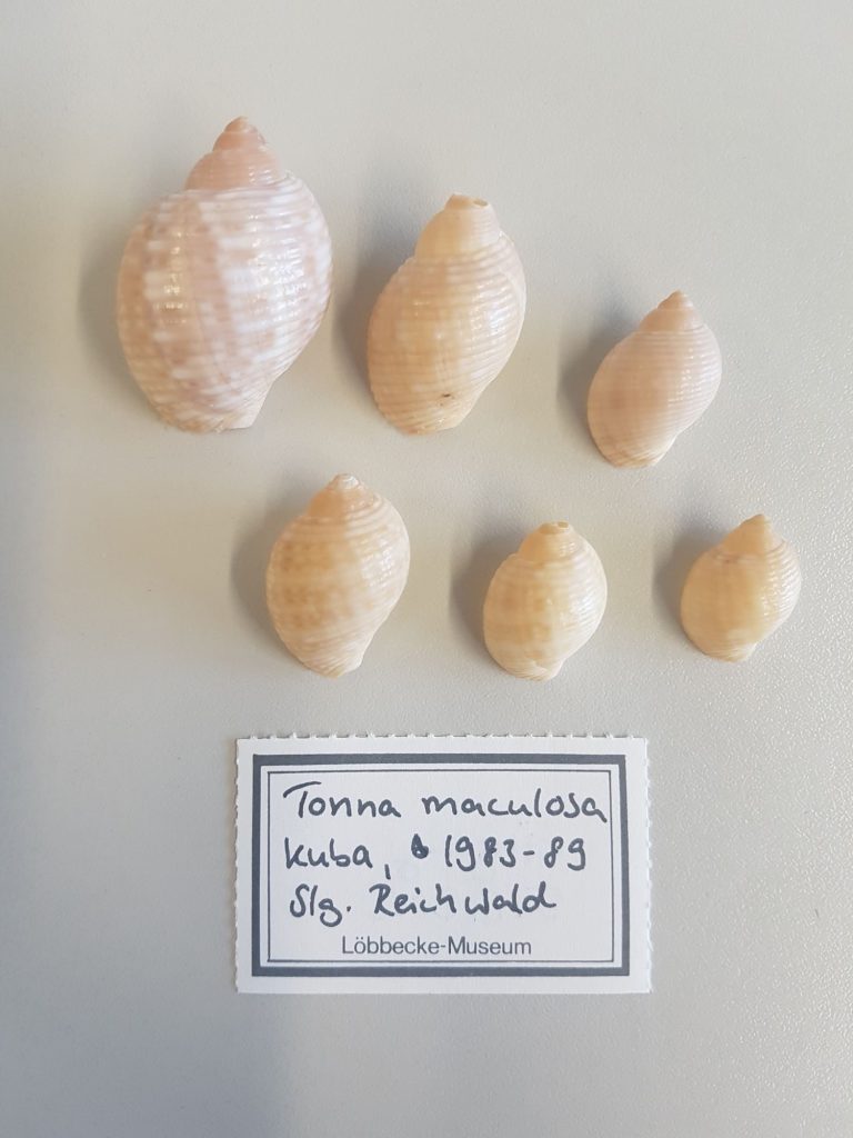 LMD.LOEB-134081a-f  Tonna pennata