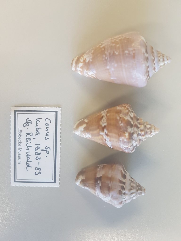 LMD.LOEB-134083a-c Conus sp.