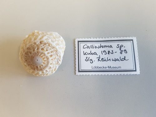 LMD.LOEB-134090 Calliostoma sp.