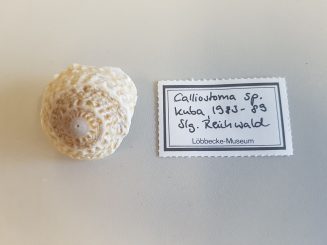 LMD.LOEB-134090 Calliostoma sp.