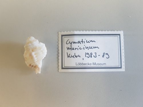 LMD.LOEB-134097 Gutturnium muricinum 