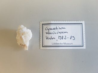 LMD.LOEB-134097 Gutturnium muricinum 