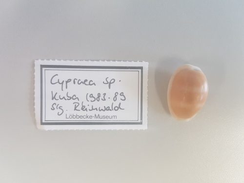 LMD.LOEB-134104 Cypraea sp.