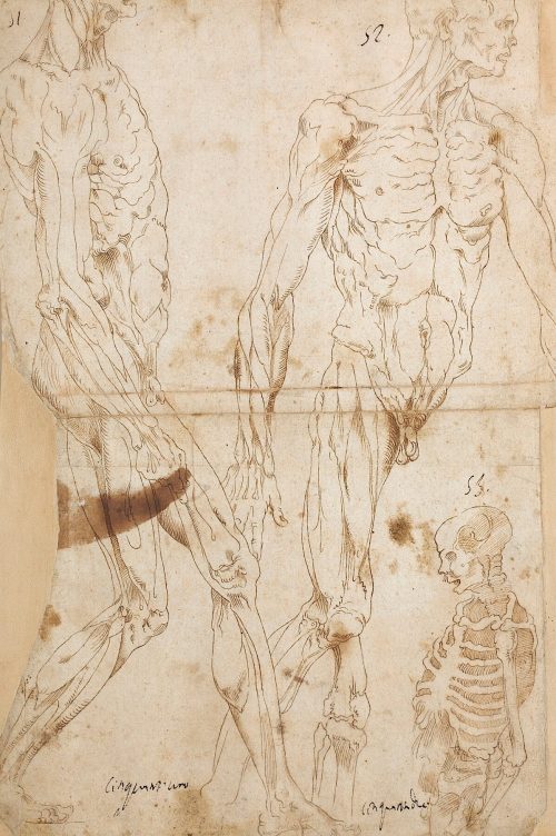 Giovanni Battista Franco (Künstler*in), Drei Anatomische Studien, 2. Hälfte 16. Jahrhundert