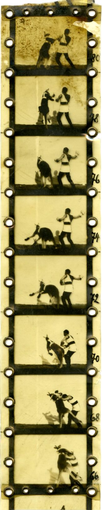 Filmstück (Positiv) vom Originalfilm "DAS BOXENDE KÄNGURUH" für ein Bioskop, 1895.
