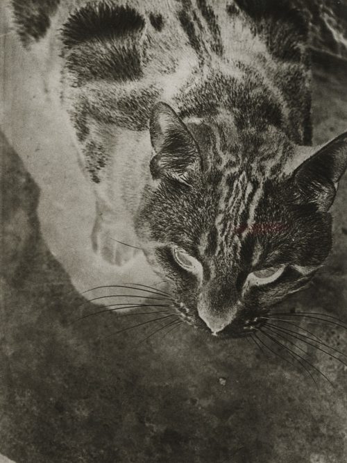 László Moholy-Nagy (Künstler*in), Katze, n.d.