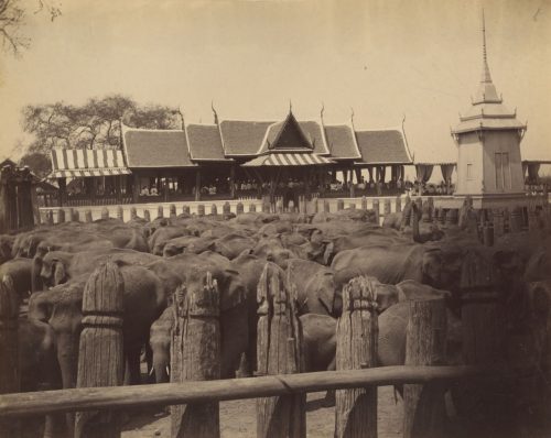 Unbekannt (Künstler*in), Elephanten im Kral, ca. 1870s–80s