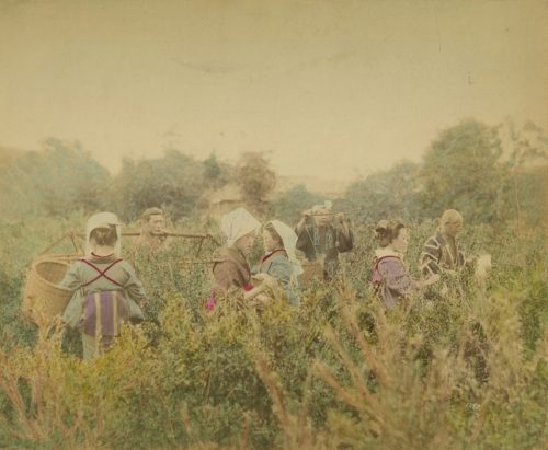 Unbekannt (Künstler*in), Ohne Titel, Japan (Baumwolleernte), ca. 1890s