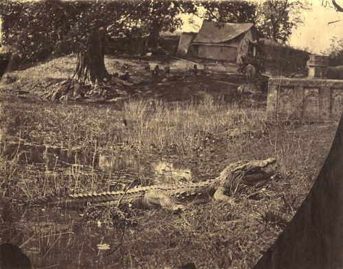 Unbekannt (Künstler*in), Ohne Titel (Krokodil auf einer Farm), 1860s–1880s