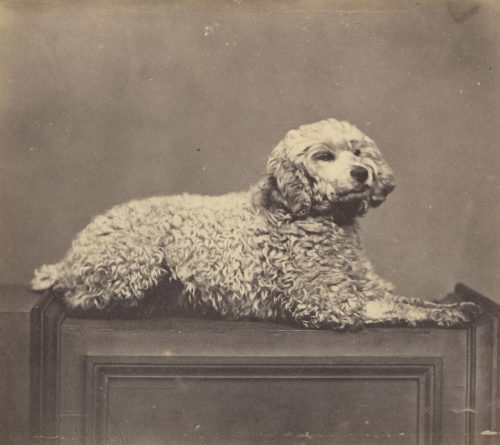 Unbekannt (Künstler*in), Ohne Titel (Hund), 1870s–1890s