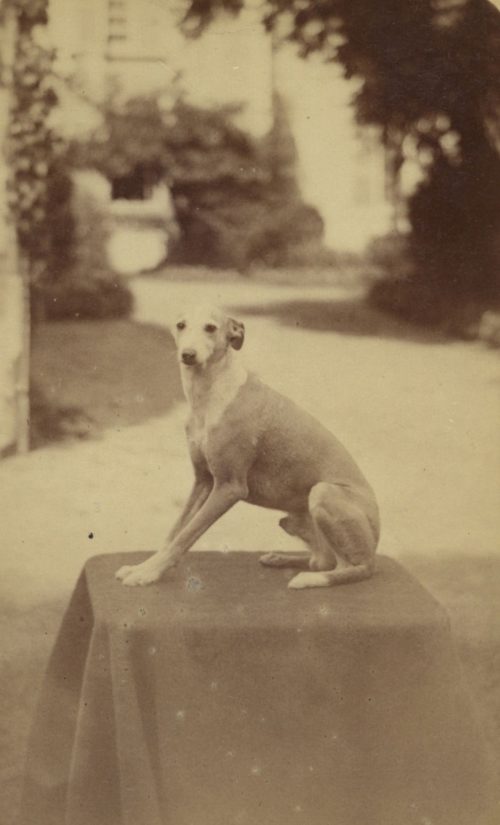 Unbekannt (Künstler*in), Ohne Titel (Hund), ca. 1900