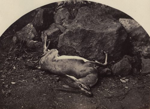 Unbekannt (Künstler*in), Ohne Titel (Erlegte Gazelle), 1860s