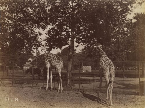 Unbekannt (Künstler*in), Ohne Titel (Zwei Giraffen), ca. 1880s–1890s