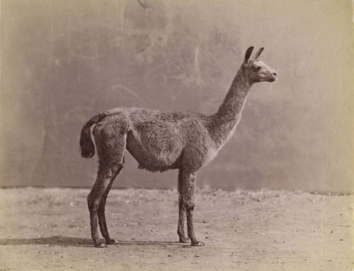 Unbekannt (Künstler*in), Lama, ca. 1880s–1890s