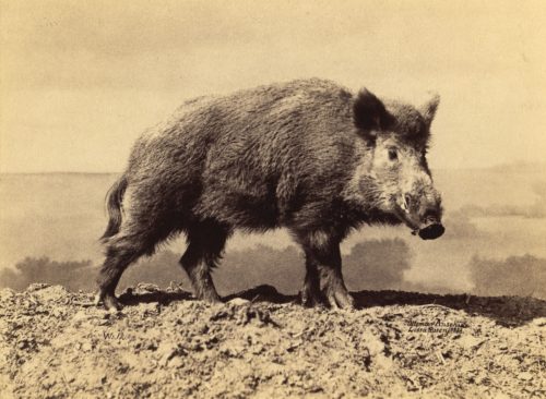 Ottomar Anschütz (Künstler*in), Ohne Titel (Wildschwein), 1886