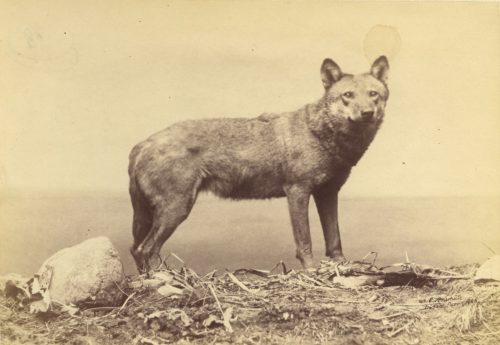 Ottomar Anschütz (Künstler*in), Ohne Titel (Wolf), 1886