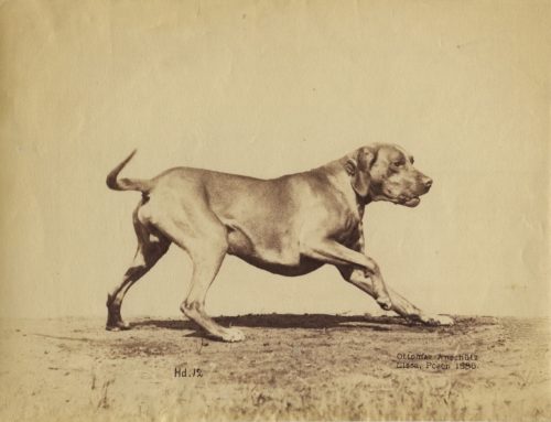 Ottomar Anschütz (Künstler*in), Ohne Titel (Hund), 1886