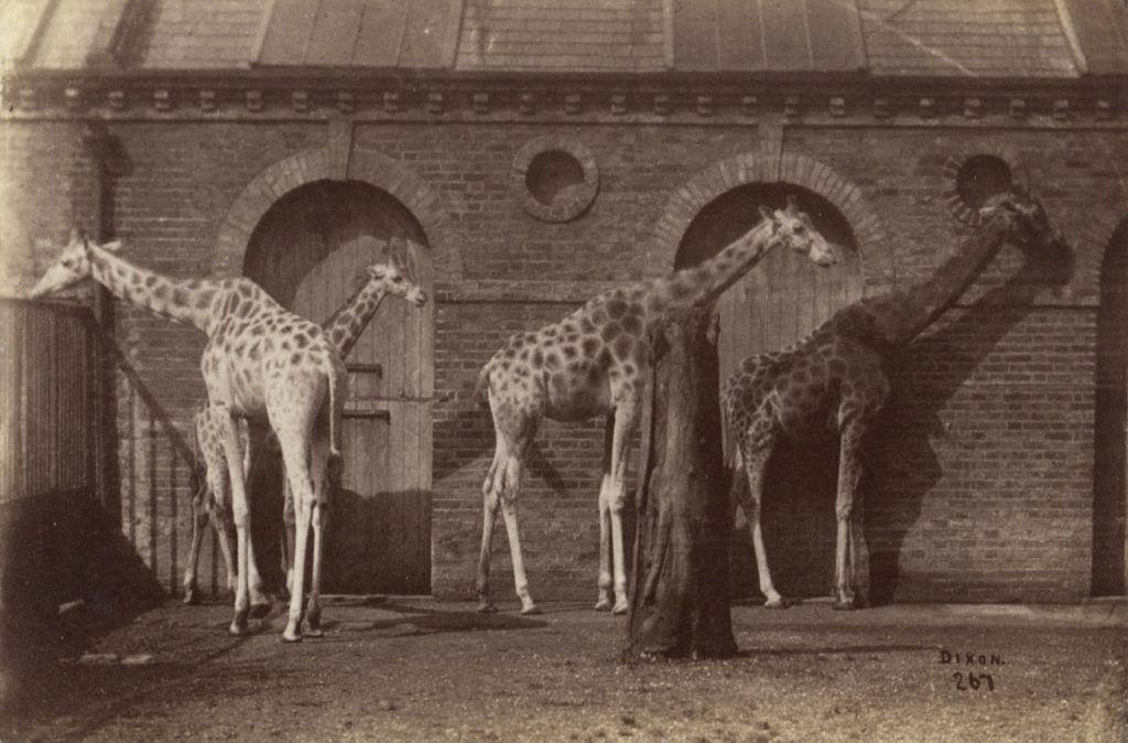 Giraffen Gruppe