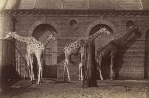 Dixon (Künstler*in), Giraffen Gruppe, ca. 1880s–1890s