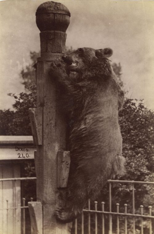 Dixon (Künstler*in), Brauner Bär, ca. 1880s–1890s