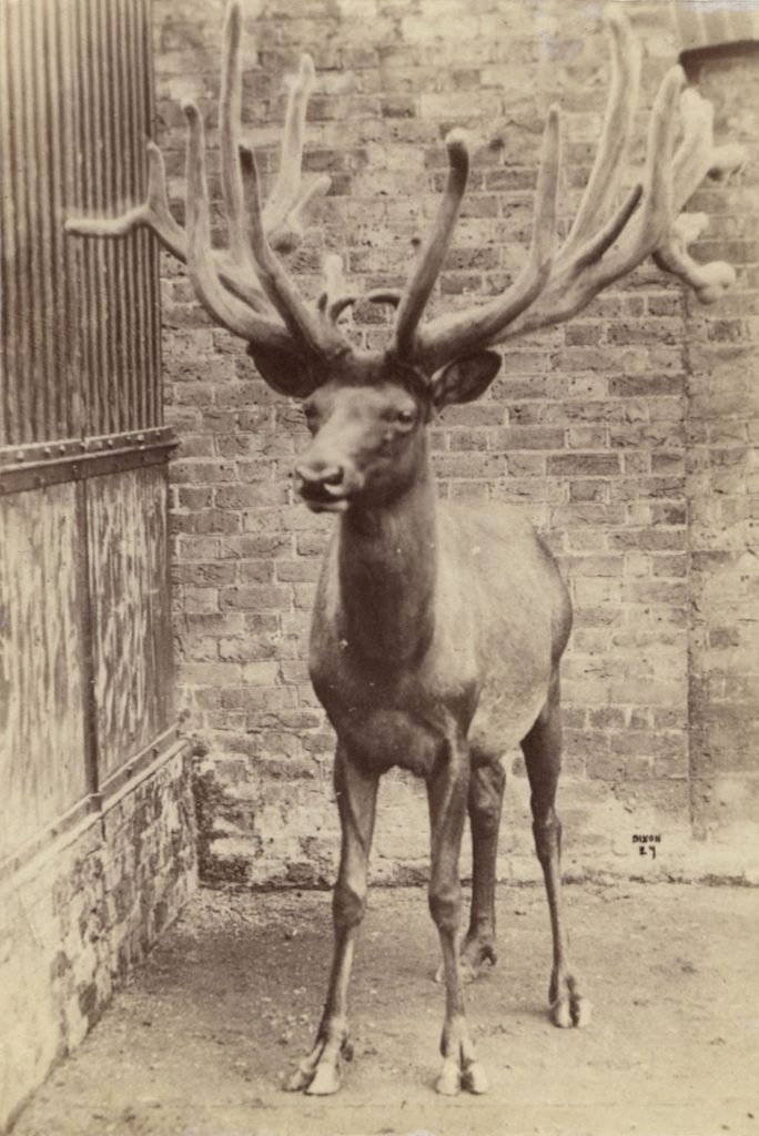 Wapiti