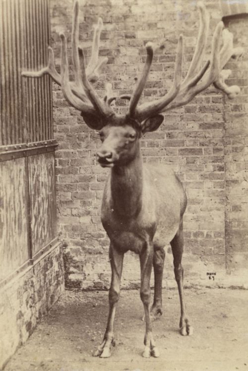 Dixon (Künstler*in), Wapiti, ca. 1880s–1890s