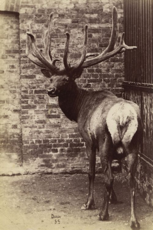 Dixon (Künstler*in), Ohne Titel (Wapiti), ca. 1880s–1890s