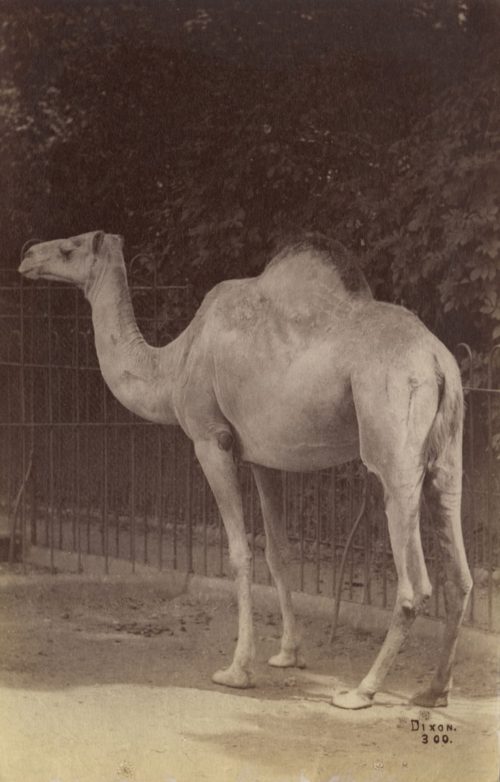 Dixon (Künstler*in), Ohne Titel (Kamel), ca. 1880s–1890s