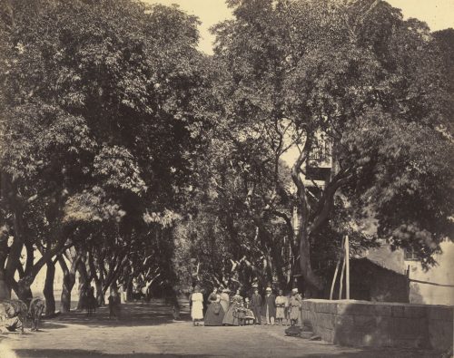 Wilhelm Hammerschmidt (Künstler*in), Allee nach Choubra, bei Kairo, 1860s