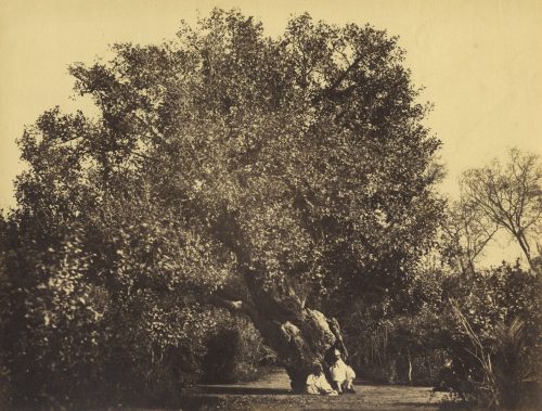 Wilhelm Hammerschmidt (Künstler*in), Baum der Jungfrau, bei Kairo, 1860s