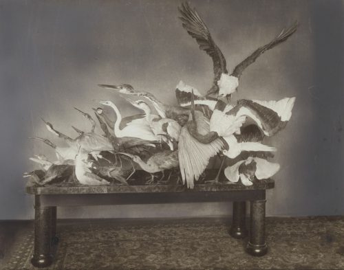 W. Hümmer (Künstler*in), Ohne Titel (Interieur der Wohnung eines Großwildjägers; ausgestopfte Vögel auf einem Tisch aufgestellt), ca. 1910