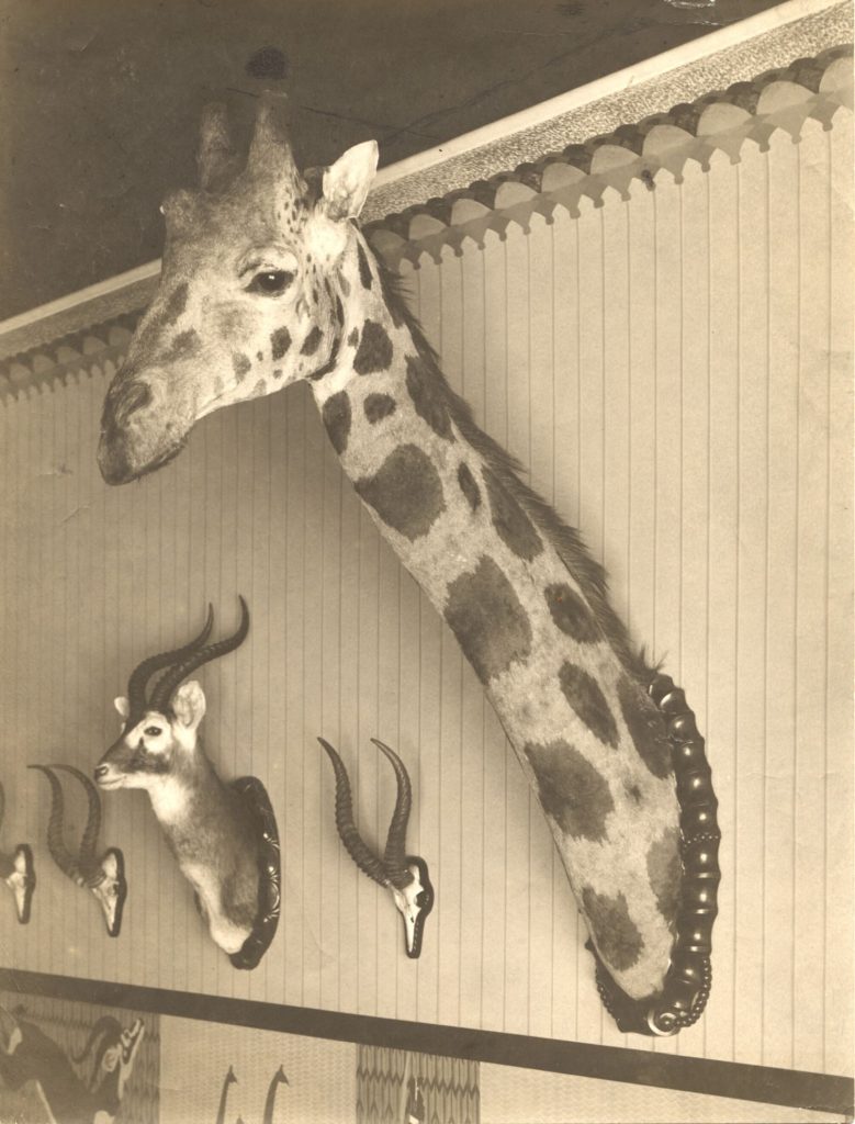 Ohne Titel (Interieur der Wohnung eines Großwildjägers mit Wandtrophäen: Giraffe, Gazellen)