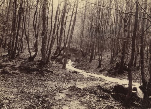 August Kotzsch (Künstler*in), Ohne Titel (Waldlandschaft mit Birken und Bach), 1865–1880