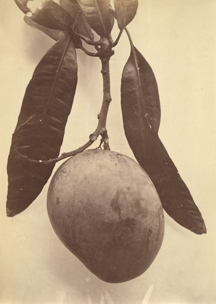 Manguierfrucht. Anacardium (Linnaeus)