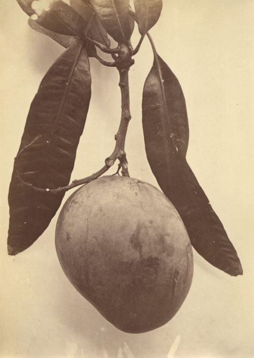 Charles Parant Und Frédéric Rondeau (Künstler*in), Manguierfrucht. Anacardium (Linnaeus), 1861