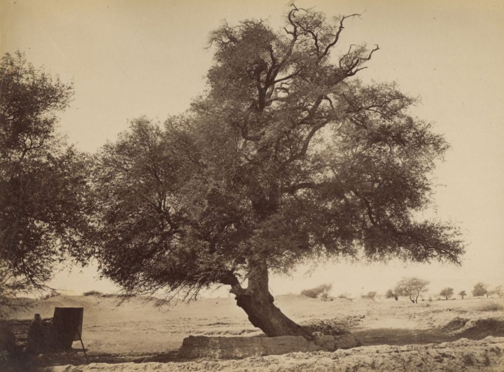 Suntbäume (acazia nibotica) Oase Dachel (Libysche Wüste)