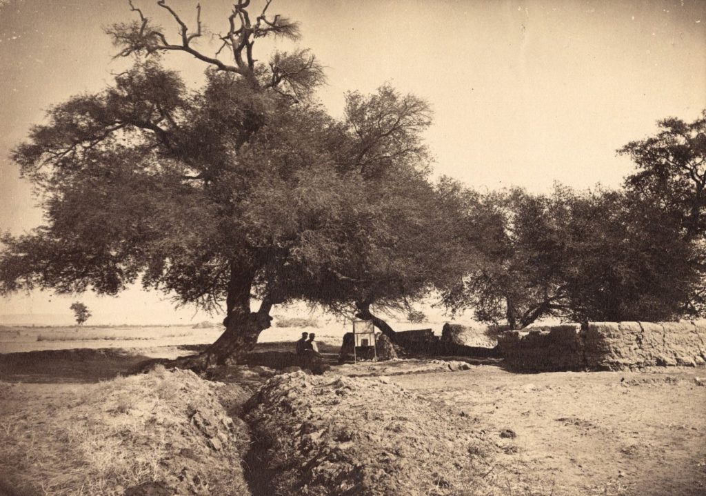 Suntbäume (acazia nilotica) in der Oase Dachel (Libysche Wüste)