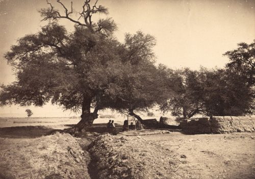 Philipp Remelé (Künstler*in), Suntbäume (acazia nilotica) in der Oase Dachel (Libysche Wüste), 1873–74