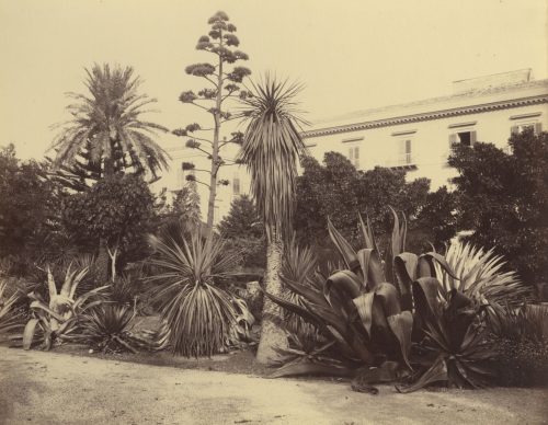 Giorgio Sommer (Künstler*in), Palermo, Ragusa Platz, ca. 1870